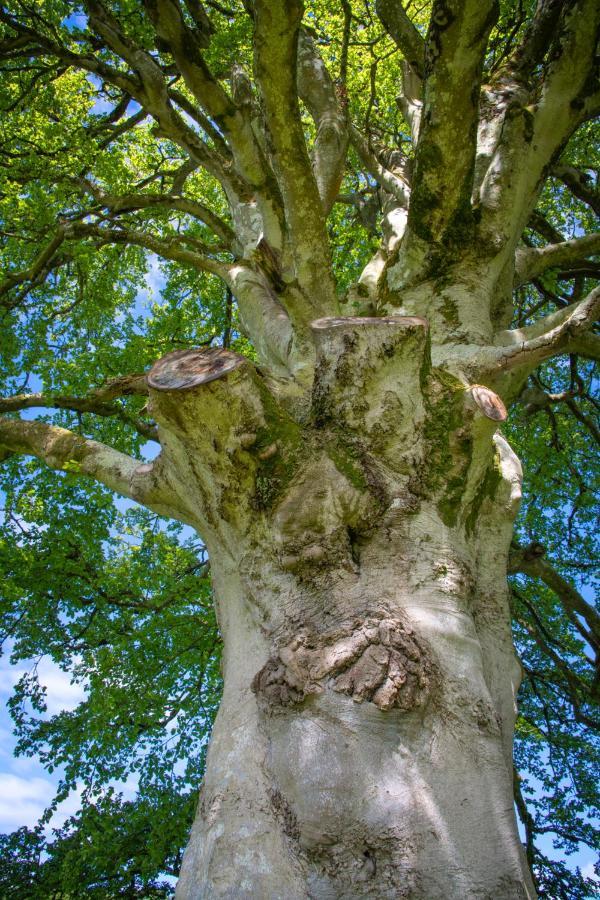 The Garden House, Necarne, Irvinestownヴィラ エクステリア 写真